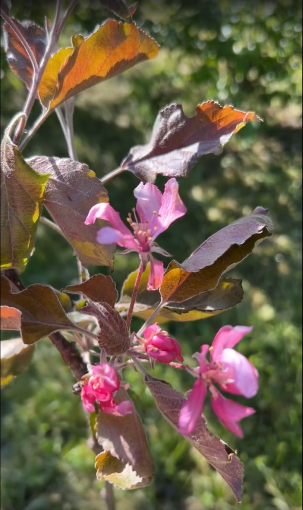 🌸🍏 **У нас зацвела яблоня!** 🍏🌸 🌸🍏 **У нас зацвела яблоня!** 🍏🌸.